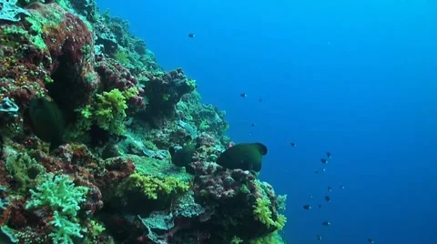 Peacock Grouper Stock Footage 42684383