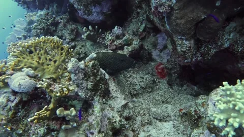 Peacock grouper Stock Footage 280681629