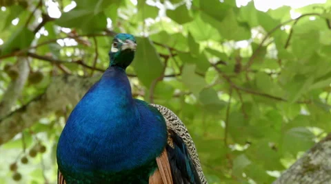 Peacock hanging out in tree Stock Footage 55012543