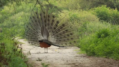 Peacock happyness Stock Footage 274148805