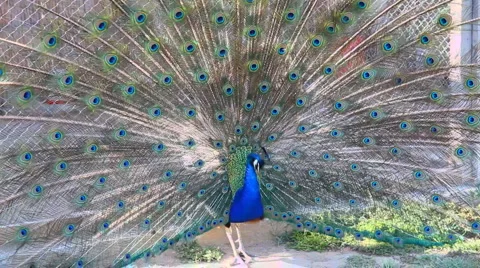 Peacock HD 1080p Video stock 5164822