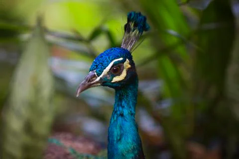 Peacock head 1 Stock Photos