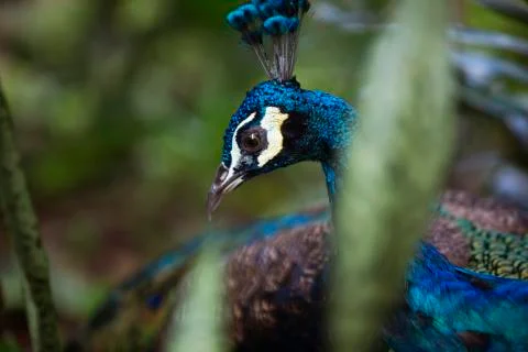 Peacock head in the bush  Stock Photos