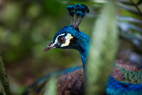 Peacock head up close 3  Stock Photos