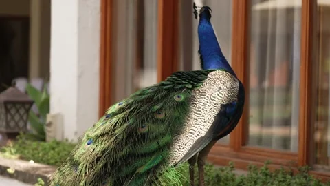 Peacock Head Close-Up Crown and Eye Detail Kenya Stock Footage 333217062