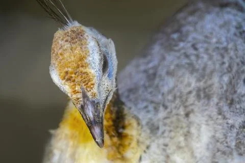 Peacock head close-up on feather background Stock Photos