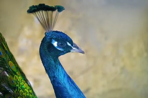 Peacock head close-up on feather background Stock Photos