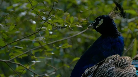 Peacock head (Close up) Stock Footage 114652337