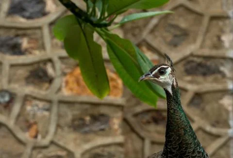 Peacock Head Close Up Stock Photos