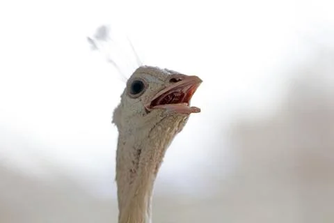 Peacock head close-up Stock Photos