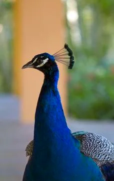 Peacock head closeup Stock Photos
