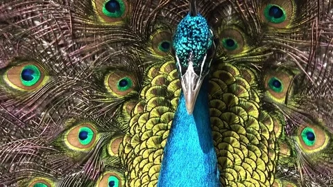 Peacock head Stock Footage 80898224