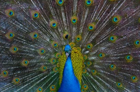 Peacock Head On in full display. Stock Photos