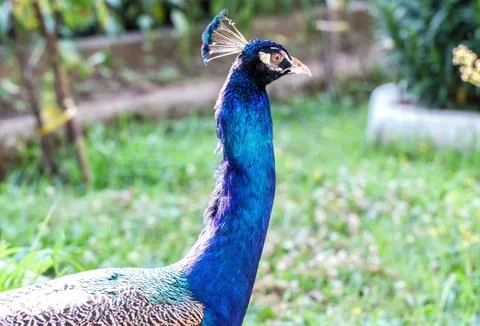 Peacock head on hand 스톡 사진