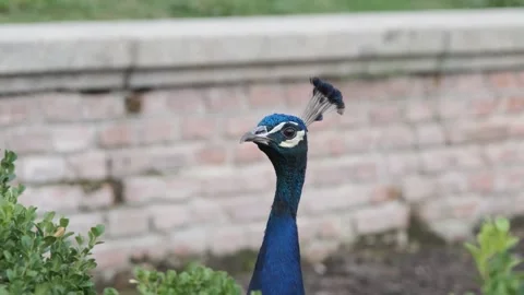 Peacock head movement near stone wall in garden Vidéo 332018778