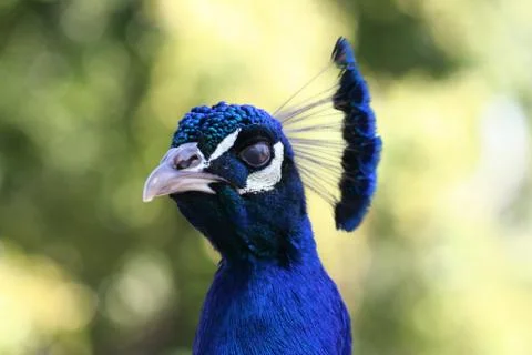 Peacock head Stock Photos