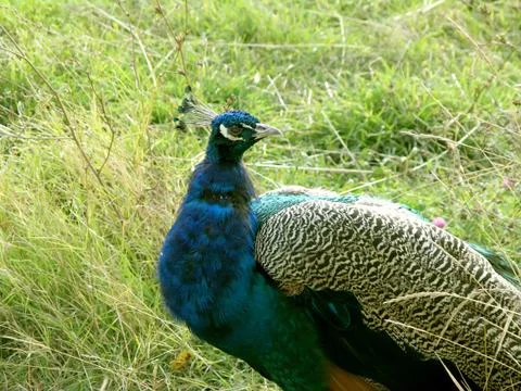 Peacock head Stock Photos