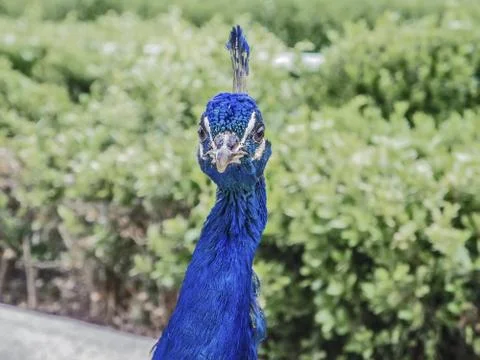 Peacock head Stock Photos