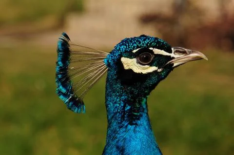 Peacock head. Stock Photos