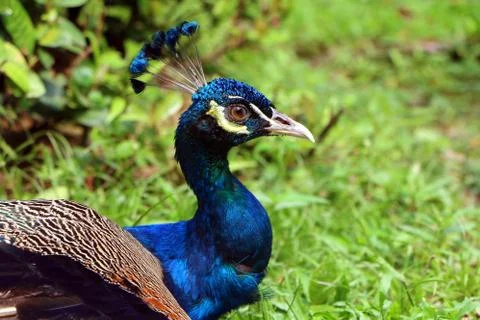 Peacock head Stock Photos