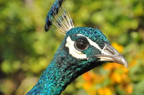 Peacock head Stock Photos
