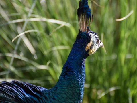 A Peacock head Stock Photos