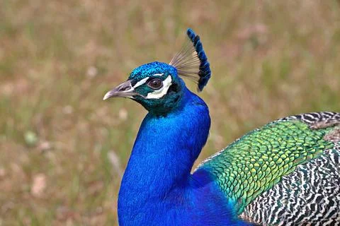 Peacock head side view Stock Photos