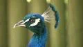 Peacock head. Strong screech at end. HD Footage
