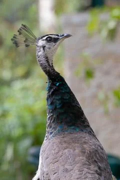 Peacock head with tuft. Close-up. Stock Photos