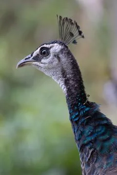 Peacock head with tuft. Close-up. Stock Photos