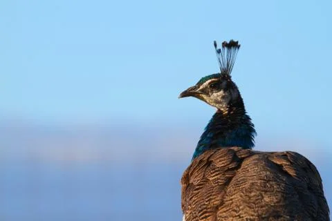 Peacock head turned Stock Photos