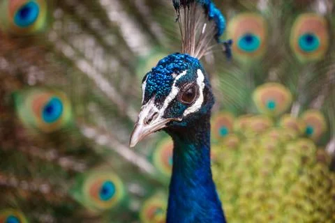 Peacock head turns toward camera with vibrant blue plumage Stock Photos