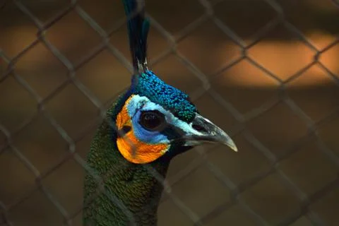Peacock head in a wire cage Stock Photos