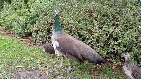 Peacock Hen Pea-hen with Chicks Stock Footage 85196902