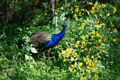 Peacock Hidden Stock Photos