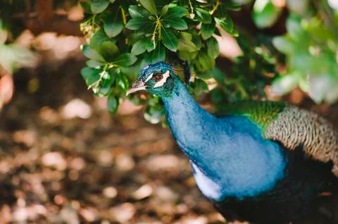Peacock Hiding Stock Photos