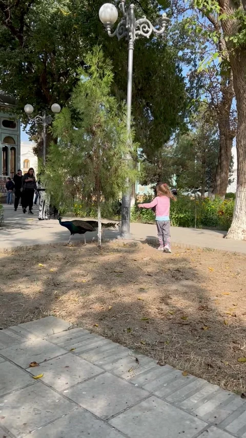 Peacock hunting Stock Footage 248380971