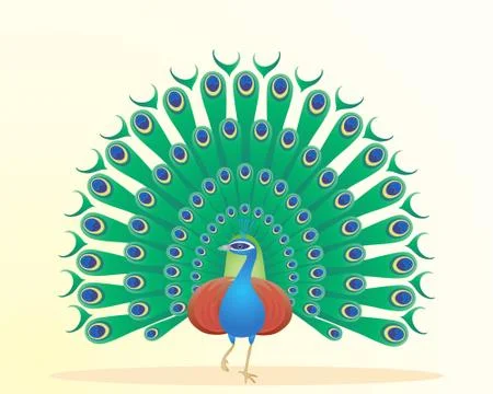 Peacock Stock Illustration