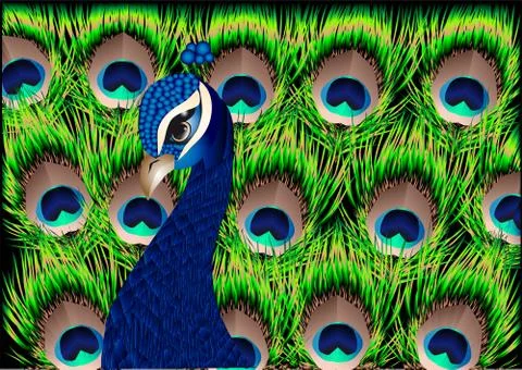 Peacock Stock Illustration