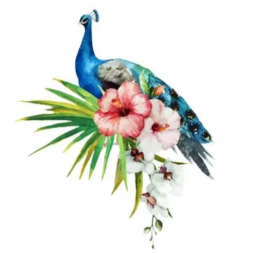 Peacock Stock Illustration