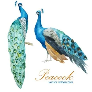 Peacock Stock Illustration