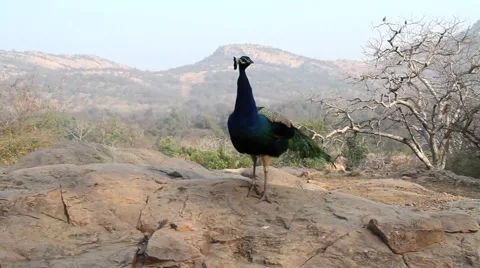 Peacock in India Stock Footage 5162794