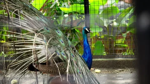 Peacock Inside Cage at Zoo or Aviary Video stock 328486174