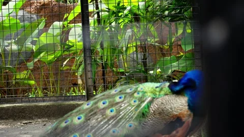 Peacock Inside Cage at Zoo or Aviary Stock Footage 328486175