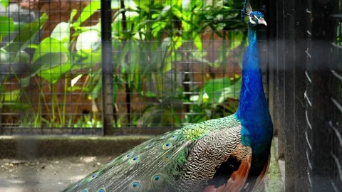 Peacock Inside Cage at Zoo or Aviary Video stock 328486208