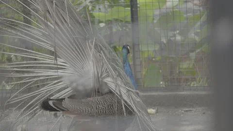 Peacock Inside Cage at Zoo or Aviary S log 3 10bit 422 Stock Footage 328493796
