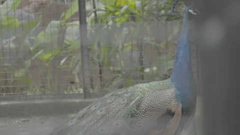 Peacock Inside Cage at Zoo or Aviary S log 3 10bit 422 Stock Footage 328493813