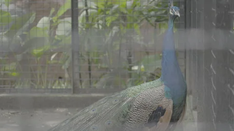 Peacock Inside Cage at Zoo or Aviary S log 3 10bit 422 Stock Footage 328494802