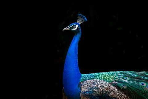 Peacock isolated on Black Foto stock