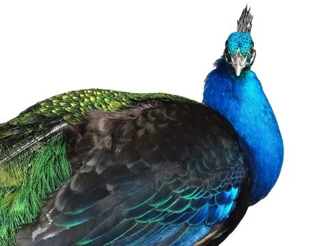 Peacock isolated on white background. Colored peacock Stockfoto's